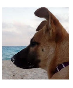 Rescuing a Dog or Cat - the Story of Baladi