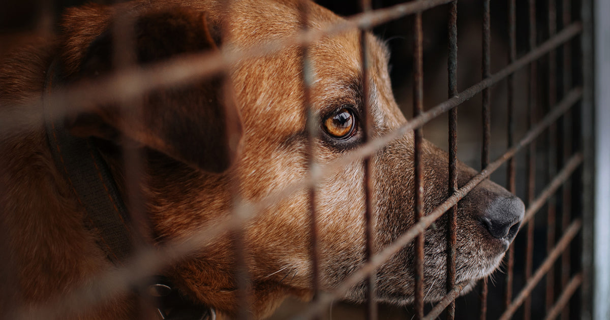 adoopting a pet dog or cat during a crisis