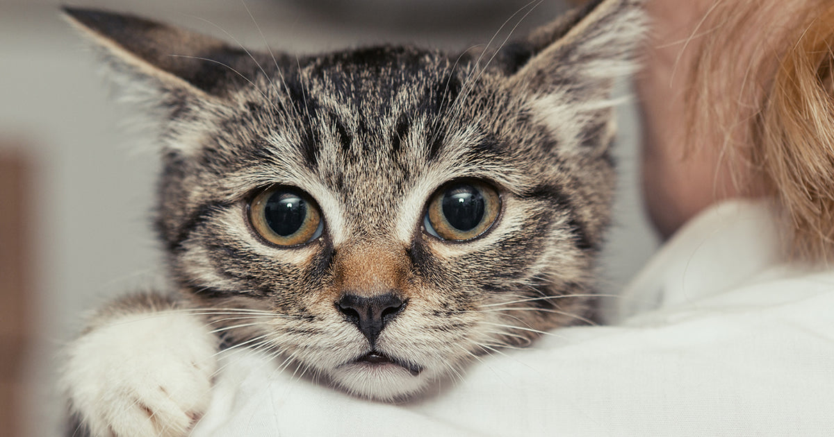 cat at veterinarian checking microchip