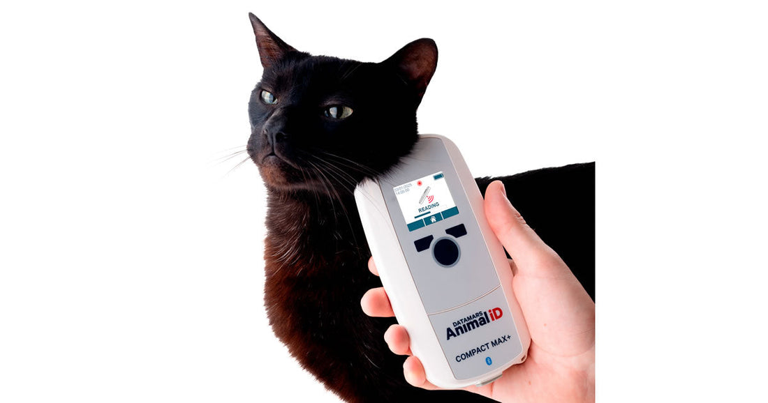 cat with microchip scanner