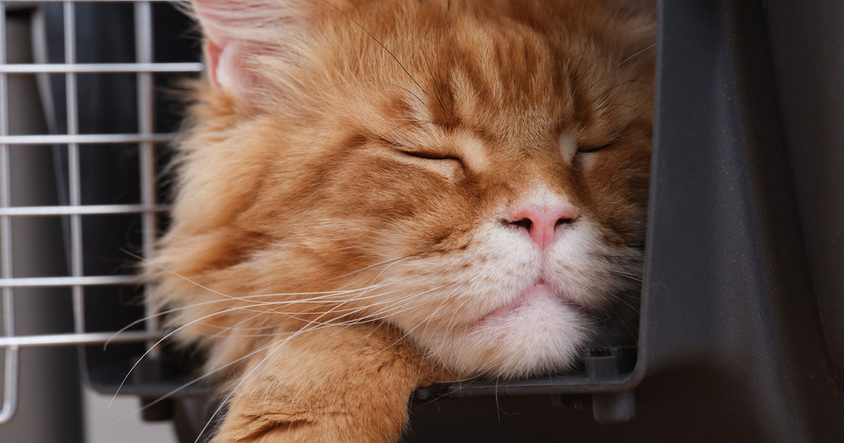 cat in a carrier or crate