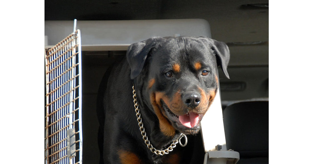 dog in crate - acclimate your pet to the crate