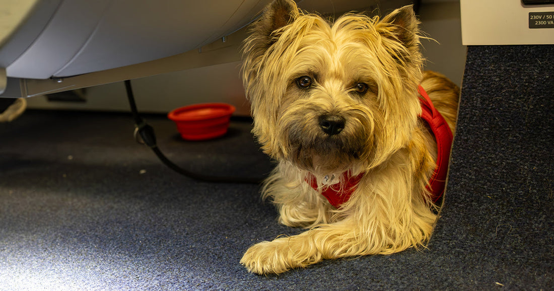 emotional support dog on airplane