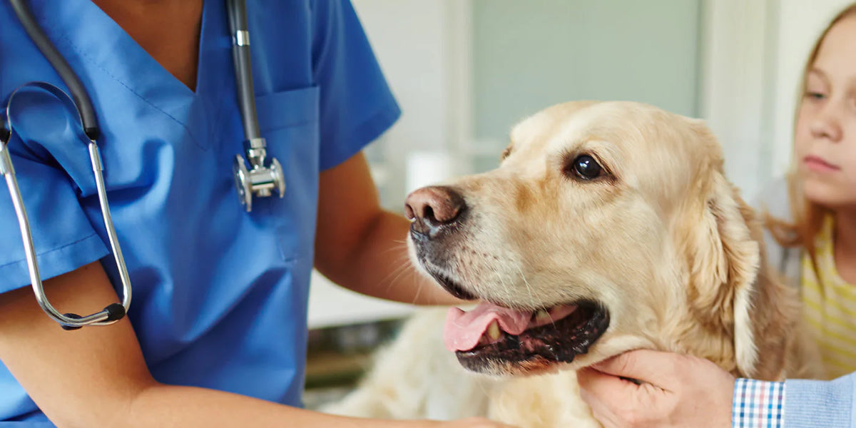dog at vet for happy visit
