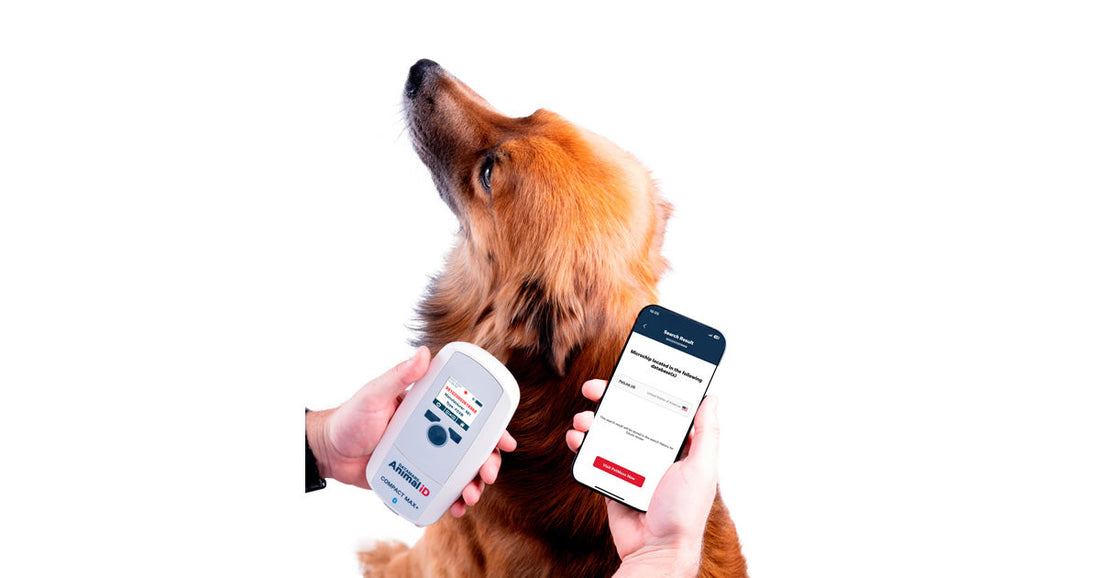 scanning a dog microchip