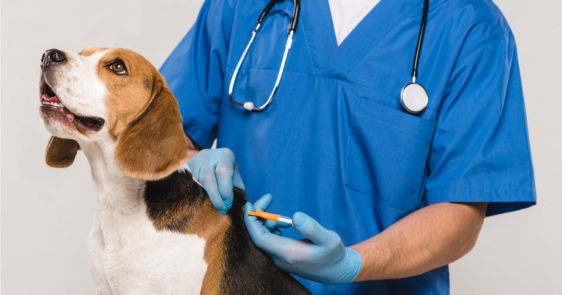 veterinarian microchipping a pet dog