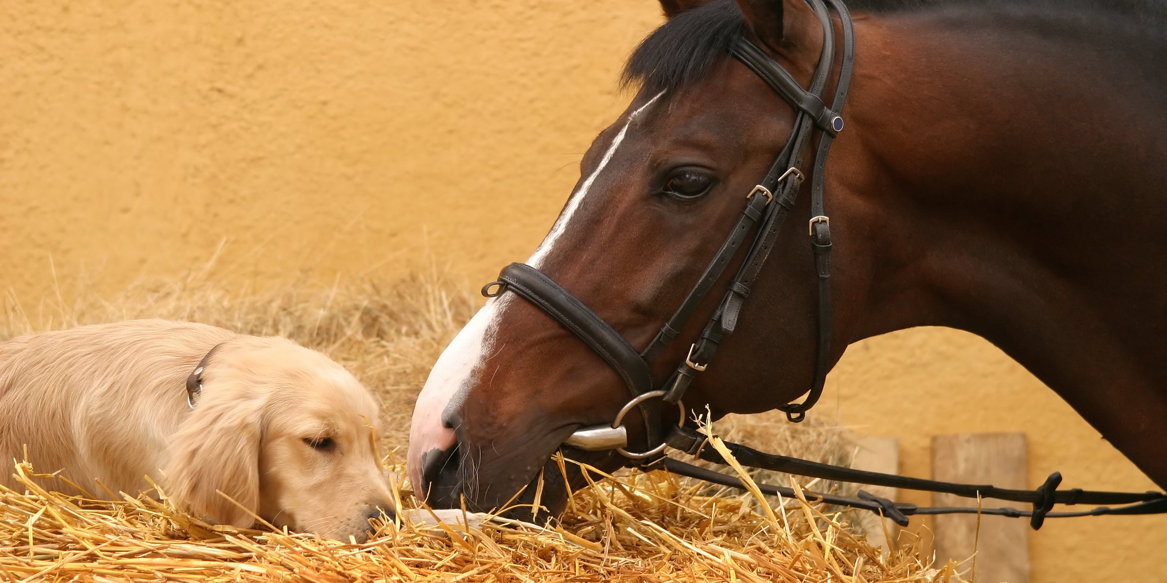 horse nuzzling pet dog