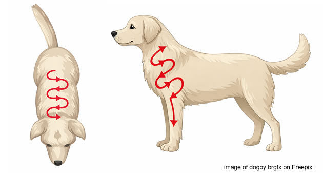 use of microchip scanner on dogs