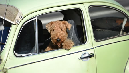 Pet Travel One Thing You Must Do Ahead Of Time Pet Travel Store