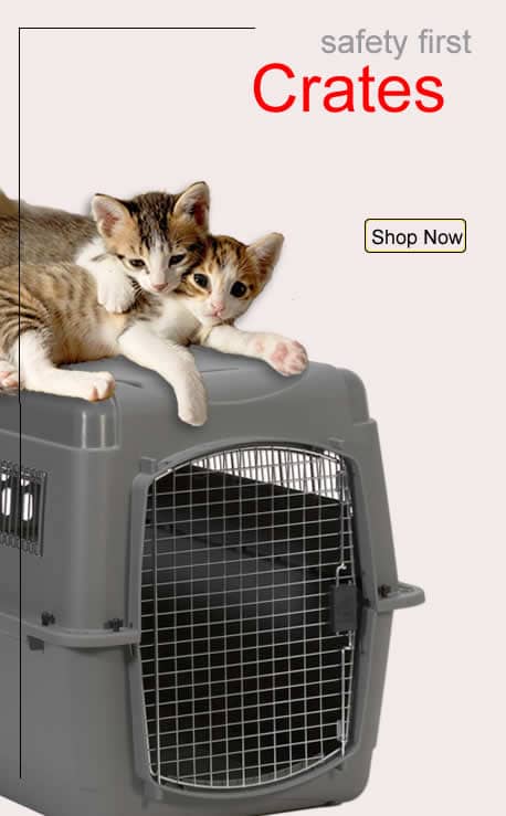 dog travel crate near me